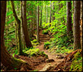 Forest Path